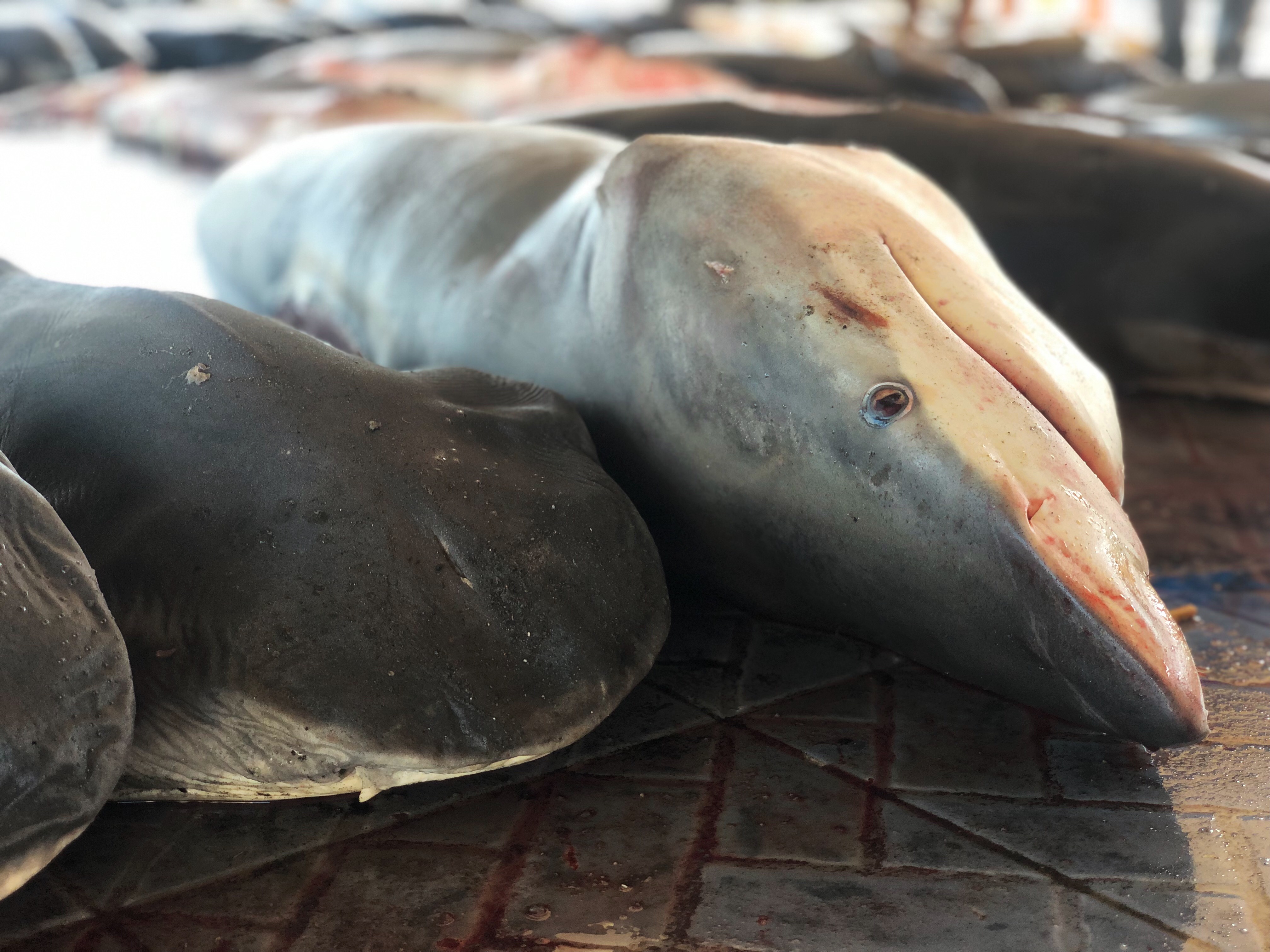 GreyReefSharkGreatWhiteShark