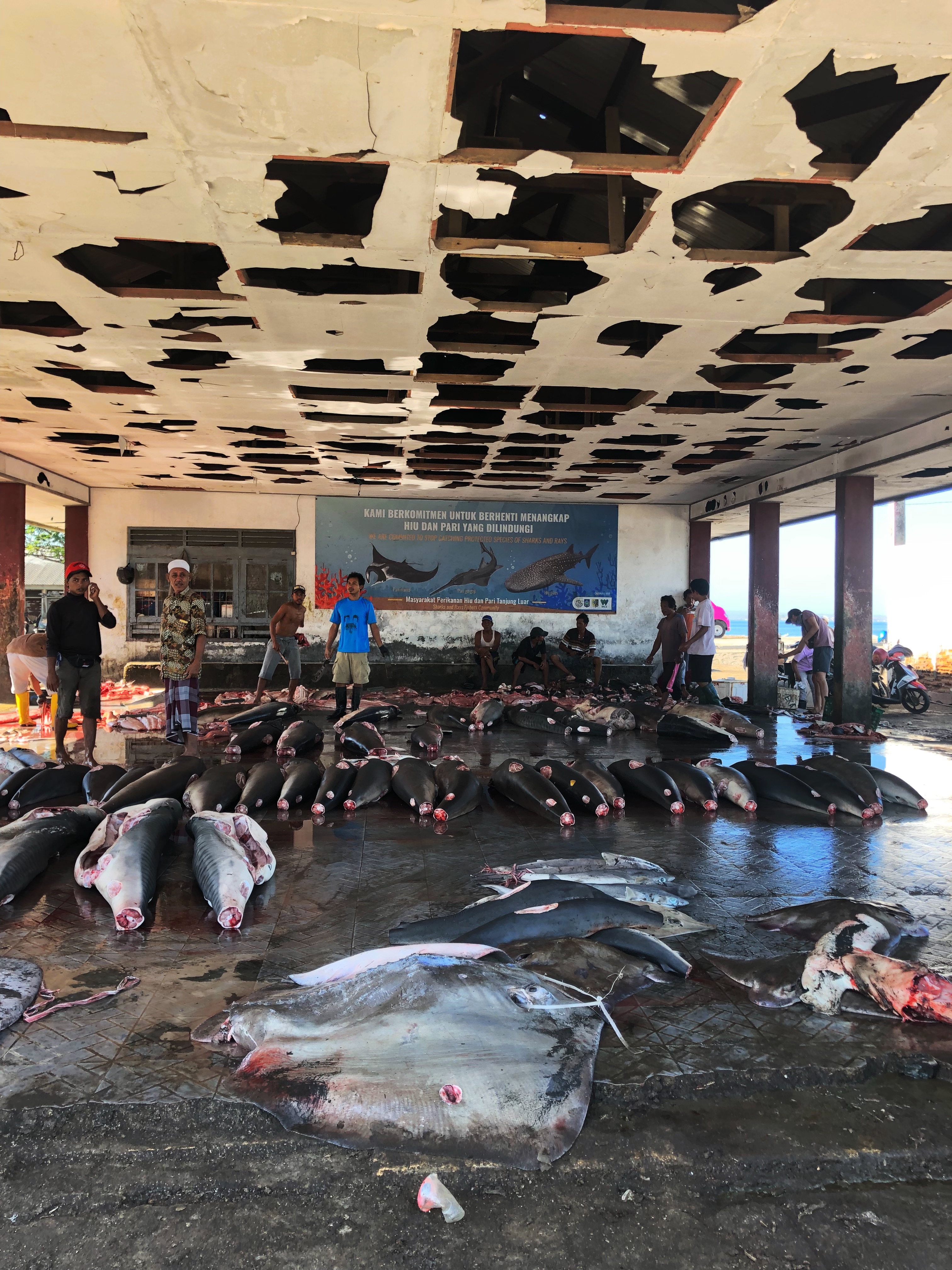 SharkMarket